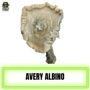 Avery Albino Magic Mushroom