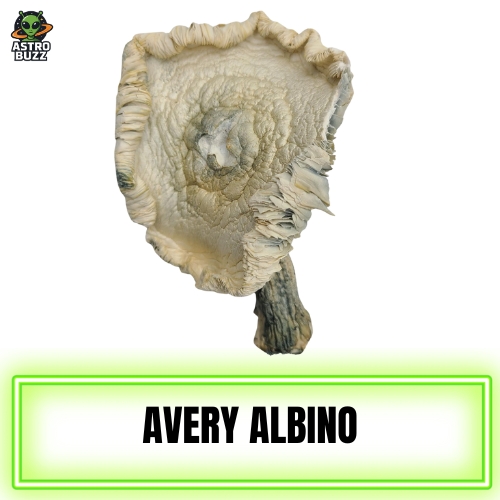 Avery Albino Magic Mushroom