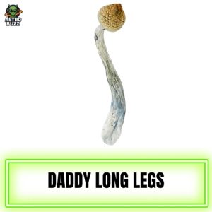 Daddy Long Legs Magic Mushroom