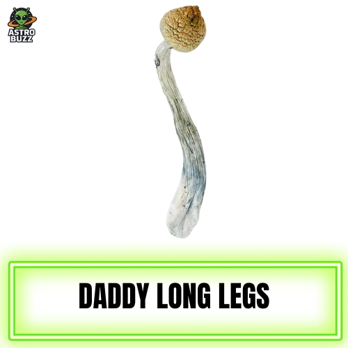 Daddy Long Legs Magic Mushroom