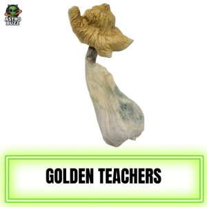 Golden Teachers Magic Mushroom