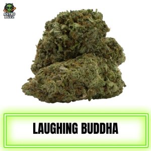 Laughing Buddha Sativa