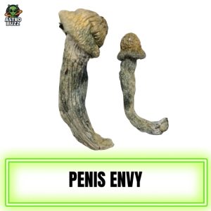 Penis Envy Magic Mushroom
